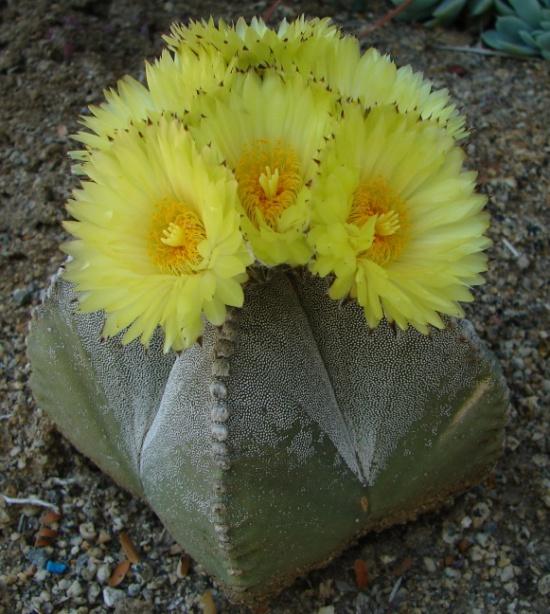 Astrophytum Buck Hemenway The genus Astrophytum is small in numbers, but this North American group of plants is among the most beautiful and unusual of all in the cactus family.
