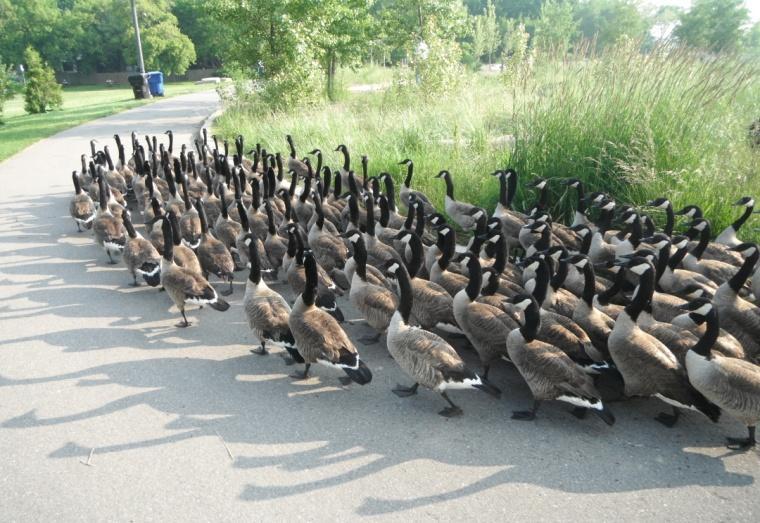 Relocation Program Most goose human/wildlife conflicts are encountered during the moulting season;