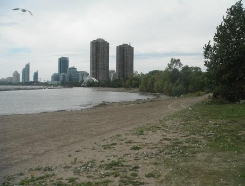 Geese will congregate by the 1000 s Since 2007, the TRCA initiated relocation efforts within the City
