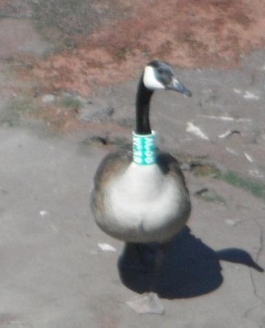 RESIDENT URBAN CANADA GOOSE STUDY Other nesting females have