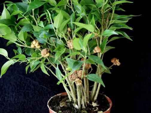 Production Ornamental Ficus propagation in Florida is achieved through three primary methods: layerage, cuttings, and tissue culture. Air layers are traditionally made on the stock plants of F.