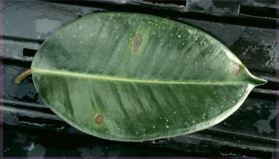 disease. Minimize overhead watering since bacteria are easily splashed from plant to plant and can reinfect via stomatal openings. Minimize worker contact, especially if plants are wet. Figure 5.
