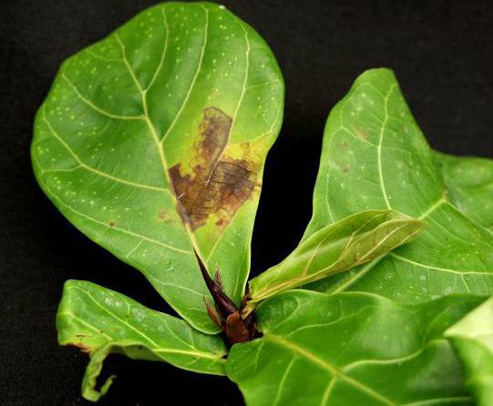 Factors favoring the disease: Summer conditions with warmer temperatures and a wet, humid environment favor Xanthomonas development.