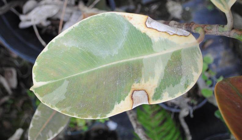 Causal agent: Botrytis cinerea Factors favoring the disease: Botrytis blight usually occurs during cool, damp periods of the year, especially on cuttings.