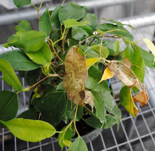 Rhizoctonia often gains access to production facilities via infected propagation material.