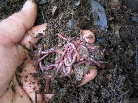 In this case the composted leaves are mainly bougainvillia. Thin layers of soil can also be added.