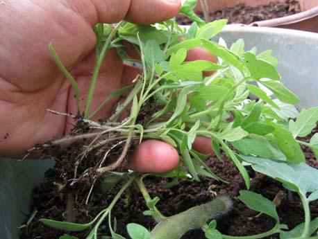 The leaf compost liquor is also excellent for feeding seedlings and can be used undiluted. Here seedling tomatoes which have grown from compost are transplanted into seed trays.