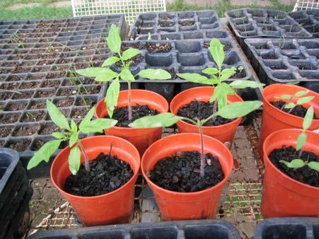 Growing tomatoes from seed Seeds can be planted in seed trays or small pots and they germinate in about a week. They are best planted in potting soil or good crumbly fertile soil.
