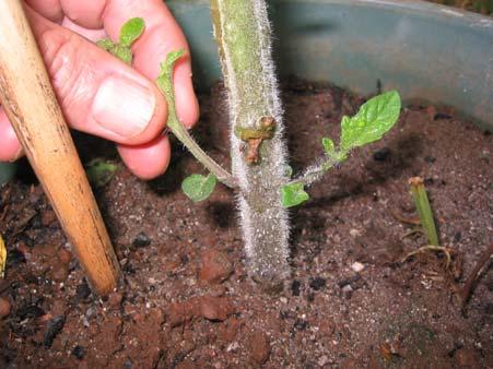 Removal of side shoots (pruning) as the plant grows As the plant grows it is wise to remove some of the lowest shoots and leaves and also those shoots which grow in the axils of larger shoots (see