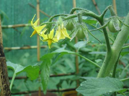 Application of increased liquid feed Once the first few groups of flowers ( trusses ) have formed and the first sets of very young tomatoes are starting to grow, the time has arrived to increase the