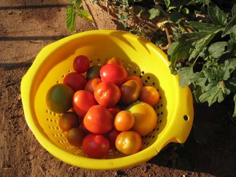 They should not be left on the plants after this stage. If everything goes well a tomato plant can yield up to 4 5 kg of fruits.