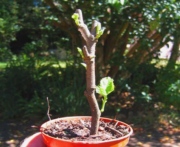 8. Some examples of growing young trees from cuttings and seed Many of the most successful fruit trees for planting on Arborloo pits can be grown easily from seed or cuttings.