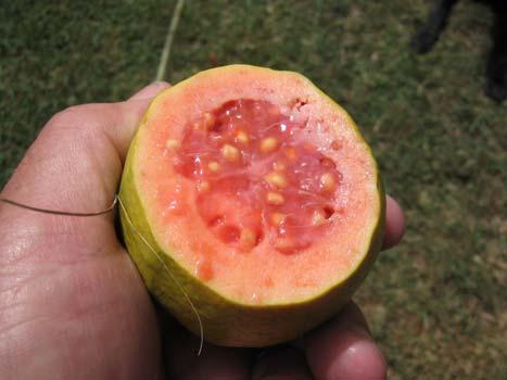 Guava Guava (Psidium guajava) is a tasty, nutritious and prolific fruit bearer and is very hardy. It grows almost like a weed in most parts of Southern Africa once established.