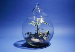 Terrariums and
