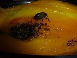 Have an Augmentorium to dispose off fallen fruits Mango seed weevil - They