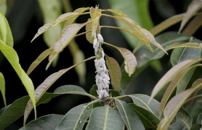 When you see white, rice-like insects on leaves/stem, it could be mealybugs Gall midge - It is common during the
