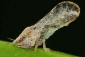 Gall midge lay eggs, feed on leaves making holes and leaves eventually fall off Diseases Powdery mildew - It is a