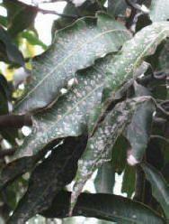 Powdery mildew forms while mouldy cover on leaves,