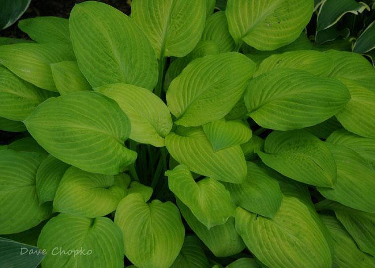 Hosta Lovely Loretta Hosta Good as Gold Several Convention attendees also commented on the large H.