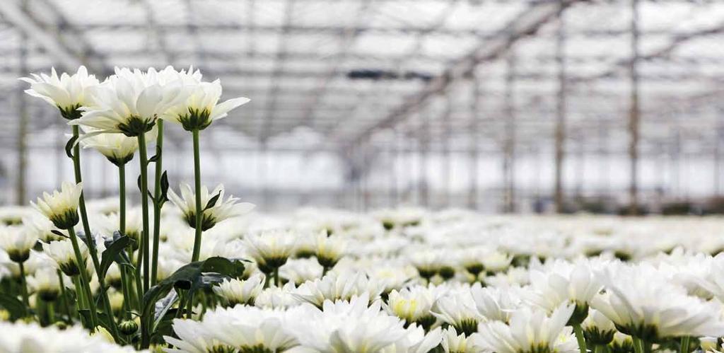 GROWER Good quality and vase life starts with the grower. Our products are specifically designed to meet the needs of the flowers at this stage by keeping them fresh and hydrated.