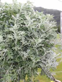 recommended for combinations. It presents cool silver, dissected foliage and a spreading habit.