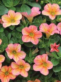Calibrachoa Superbells Tropical Sunrise Proven Winners A replacement for Tequila Sunrise, this new Superbells variety bears a