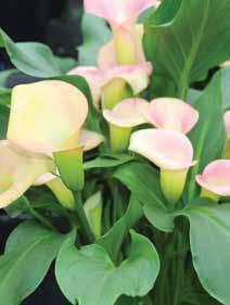 It has increased flower coverage and larger blooms that will look great in hanging baskets or combinations.