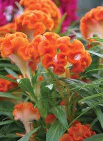 These celosia can be grown yearround in natural days.