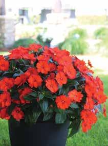 excellent compact, bushy habit. It is a prolific bloomer all season long and exhibits superb heat tolerance.