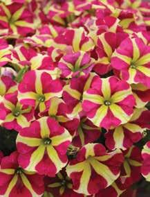 Pentas Falling Star Syngenta Flowers Falling Star is a brand new type of pentas with a trailing habit.