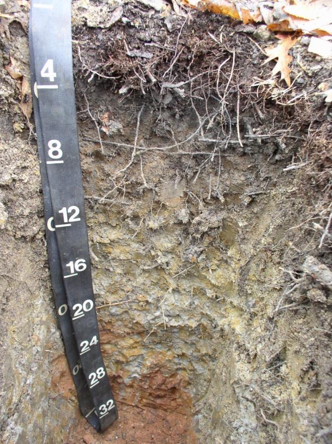 Some Soil Survey Information HaA Hasbrouck silt loam, 0 to 3% slopes, frequently ponded Soil Properties Typical Profile: Oe/A/Bg/Btg/Btx Ponding: >once every 2 yrs.