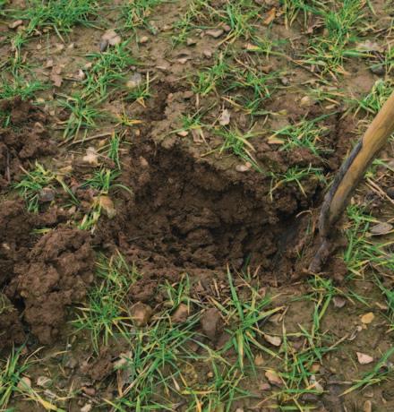 Areas prone to compaction and possible sources of runoff should be examined (for example, headlands and wet spots), and areas where crop growth is poor should also be looked at.