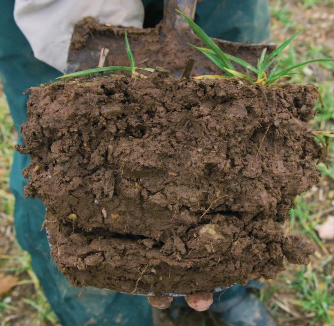 the topsoil Abundant pores and vertical fissures allow good drainage and aeration Examining soils in the field the topsoil Few pores and fissures (with horizontal fissuring) restrict drainage and