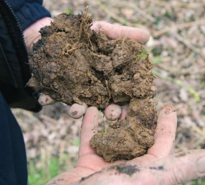 Examining soils in the field the topsoil the topsoil Peds are naturally formed structural units that separate cleanly from one another when gently teased apart Looking at structural units The second