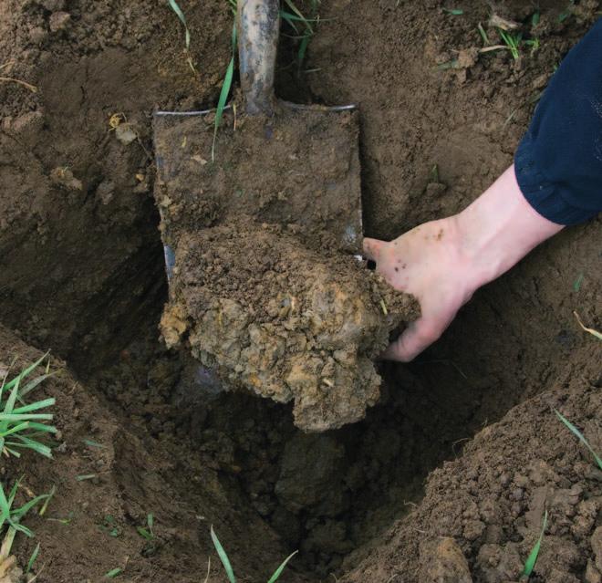 the subsoil Examining soils in the field the subsoil Clay subsoil with vertical fissuring Looking at pores and fissures Subsoils with natural soil structure tend to have larger peds than structural