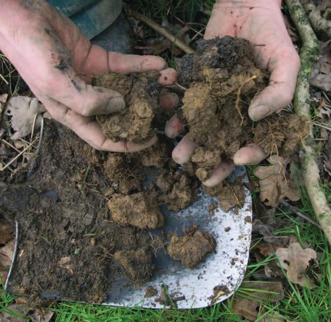 Examining soils in the field the subsoil the subsoil A strongly developed subsoil structure Looking at structural units Carefully tease apart the subsoil, breaking it along its natural lines of