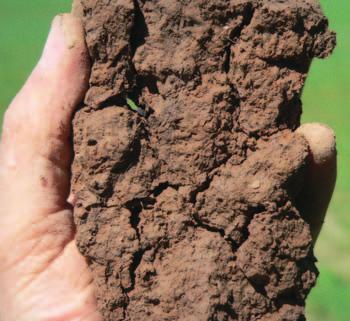the subsoil Examining soils in the field the subsoil Structureless massive subsoil Very coarse