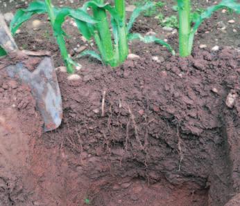 Roots will take the path of least resistance and hence are good indicators of soil structural conditions and porosity.