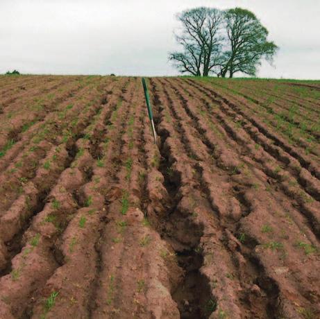 Rill erosion of soils in a winter cereal crop Looking for gulley erosion Deep gulley erosion occurs where large volumes of surface water collect at the base of