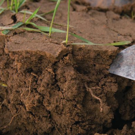 Capped soils reduce the ability of rain to soak into the soil, causing runoff. Surface cap6 A cap can be identified by gently prising the soil open with a spade.