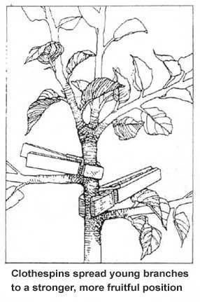 PRUNING METHODS Thinning: To allow more light and air into the interior, cut small side branches back to their point of origin on the parent branch a highly recommended technique.