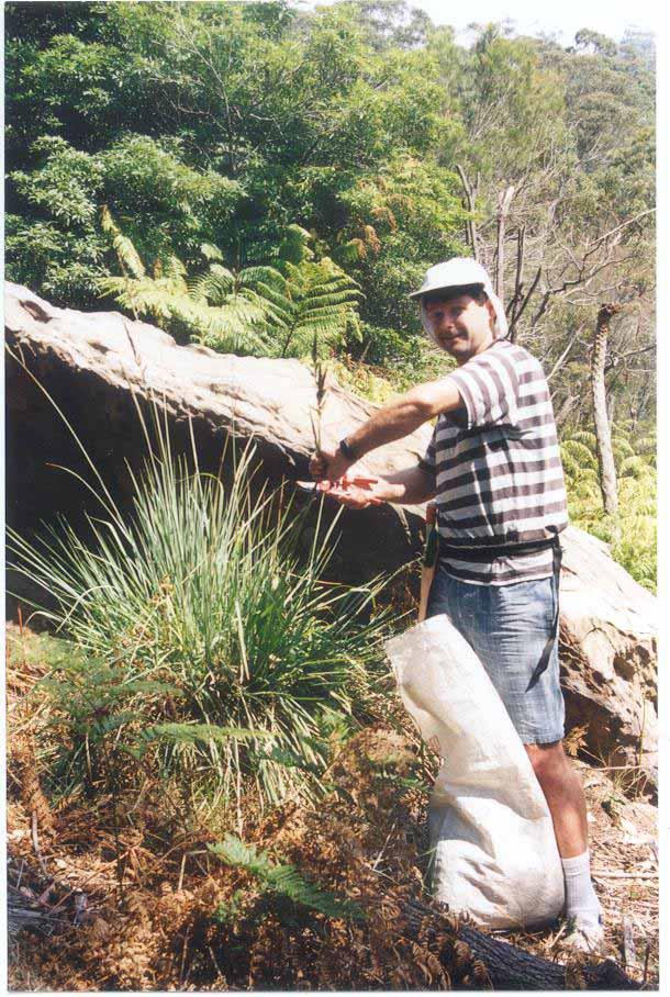 Volunteer eradicating weeds in Hornsby Shire part of