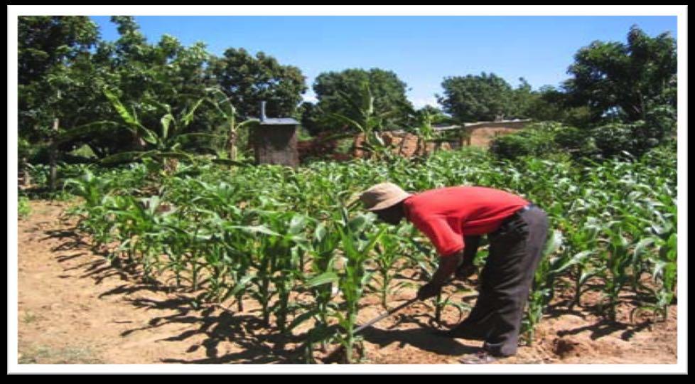 Before applying urine to a maize plant, a small hole should be dug near to the plant.