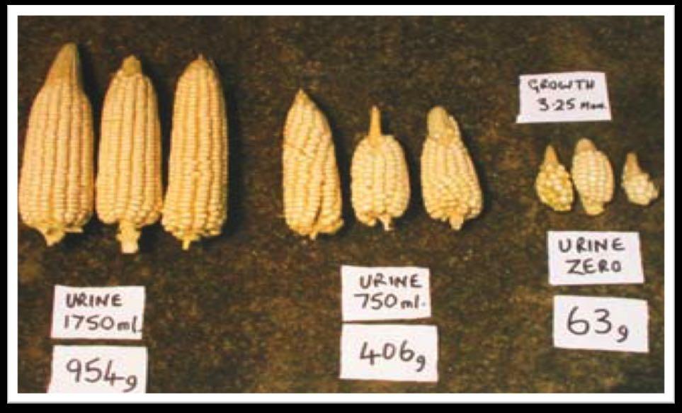 The total yield of cobs from maize planted in three 10 litre basins was dramatically different depending on how much diluted urine was used on the crop.