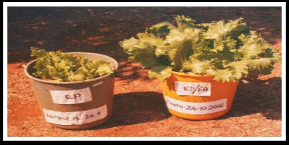 2.8.2.(Lettuce( For the lettuce growth test in poor and enhanced soil, after 30 days of growth the harvest was