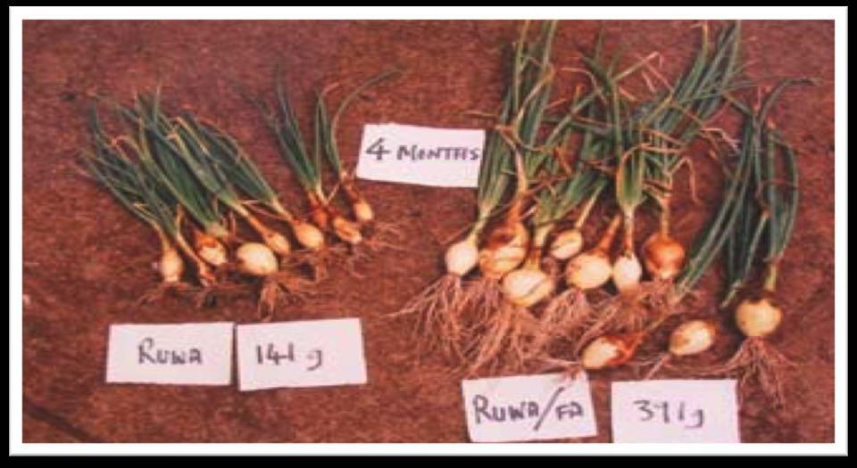 The onion growth test in poor and enhanced soil produced similar results, with a harvest increase of nearly 3 times