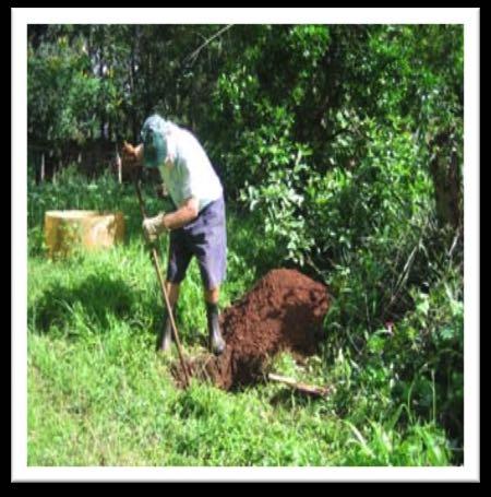 pit and transferred to a hole dug specifically for a tree. The tree pit dug was 60cm X 60cm and 60cm deep.