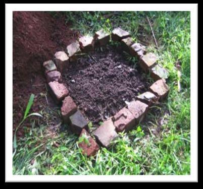 A young mulberry tree was planted in the hole and the soil leveled. Leaf mulch was then added and the tree watered.