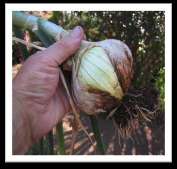 2.7.3.(Onion Figure(6:(Healthy(onion(crop(yield Some very good looking onions can be grown in cement basins with the help of a water and urine feed.