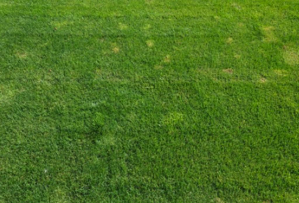 Image 2: Annual bluegrass encroachment within a stand of perennial ryegrass maintained at a 0.625 height of cut (left), in comparison to a perennial ryegrass stand maintained at a 1.